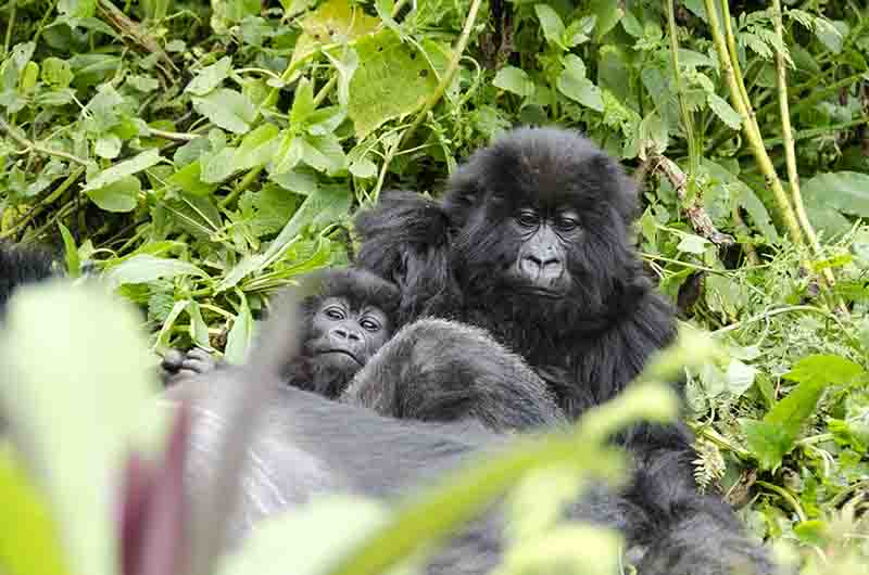 Gorila - selva de Virunga - parque nacional de los Volcanes - Ruanda 02.jpg